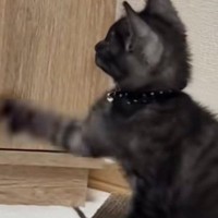 離れたところで『テレビを見ていた子猫』→動いているものが気になって…可愛すぎる行動に「爆笑したｗ」「赤ちゃんすぎるｗ」とSNSで反響