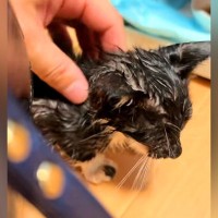 32度の炎天下、『ゴミを漁っていたガリガリの子猫』→保護された現在…心温まる成長の軌跡に涙する人が続出「幸せになってよかった」「号泣」