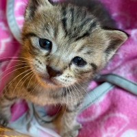 田んぼで『孤独に鳴いていた子猫』→連れて帰って愛情を注ぐと…現在の様子に「見事に仕上がったｗ」「立派になったねｗ」とSNSで反響