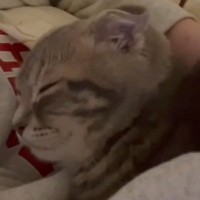 猫が動物病院に行く日→『1日の様子』を撮ってみると…思わず癒される光景が15万再生「可愛すぎてやばい」「幸せそうだね」とSNSで反響