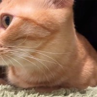 腕立てをしていると、『体の下に潜り込んできた猫』…まさかの『可愛すぎる応援』が148万再生「おもって聞こえるｗ」「可愛くて力抜けそうｗ」