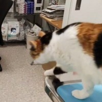 病院が嫌いな猫→『診察が終わった』次の瞬間……思わず笑う『まさかの光景』が310万再生「よっぽど怖かったんだｗ」「笑い声つられるｗ」