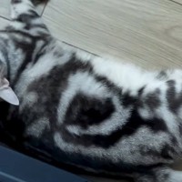 床で寝そべっていた猫→邪魔しないように『避けて通った』結果…予想外すぎる展開が41万再生「沸点が意味不明ｗ」「跨ぐんじゃねぇよ！」