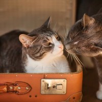 『社交的な猫』が持っている特徴4選　誰とでも仲良くできる理由から育て方のコツまで