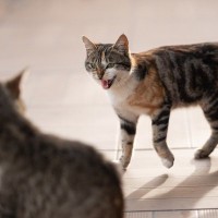 猫が我慢ならずに『ブチギレる』瞬間4選　怒ってしまう理由から取るべき対処法まで