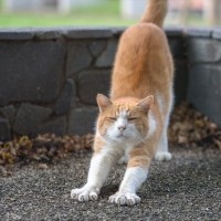 猫が『体を伸ばしたまま歩く』ときの理由4つ　考えられる心理や行動の意味を解説