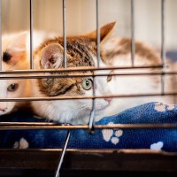 猫を『保護』したらすべきこと3つ　必要な準備や注意ポイントも解説