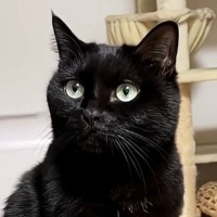 『全然戻ってこないパパ』を心配する様子の黒猫→戻ってくると…見つけた瞬間の『尊い行動』が52万再生「感動の再会」「可愛すぎて泣きそう」