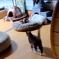 妹ネコの体調不良に気が付いたネコ→心配そうなそぶりを見せて…思わず感動する『愛にあふれた行動』が話題「健気な姿に泣けてくる」「優しい」