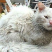 イラク難民家族が離れ離れになった愛猫…絶望の中で訪れた奇跡の再会劇とは