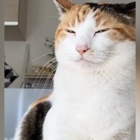 座っていた三毛猫→『頭のてっぺん』を見ると…思わず爆笑の『奇跡的すぎる瞬間』に17万いいね「沸騰しているみたいｗ」「ネコ型加湿器」