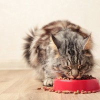 猫に与えるのは避けるべき『危険なキャットフード』の特徴4つ　有害となりうる理由や選び方のポイントも解説