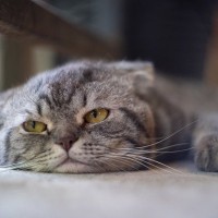 猫が『暇を持て余している』ときにみせるサイン5選　退屈そうな愛猫のためにできることとは