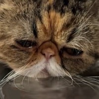 水を飲んでいた猫ちゃん→『口元』をよーく見ると…つい笑っちゃう光景が14万再生「もどかしいｗ」「何をしてるんだろうｗ」とSNSで反響