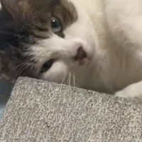コンクリートが好きなのかなと思って…猫のために『コンクリート』を買った結果→想像以上の反応が45万再生「可愛すぎるｗｗ」「うちも買おう」