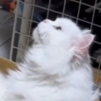 白猫と暮らし始めて14年、『初めて離れた』結果→寂しいかなと思ったら…留守中の『予想外すぎる光景』に爆笑「大物だわｗ」「元気かなぁ」