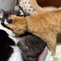 ヒーターの前に集まる猫たち→1匹が強引に入ろうとした結果…388万再生された『かわいすぎる光景』に「すごい猫団子」「一緒に入りたい」