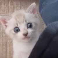 ごはんを完食した赤ちゃん猫に『おいしかった？』と聞いてみたら…まさかの『返事』に「可愛すぎて泣いた」「天才」と14万再生の反響