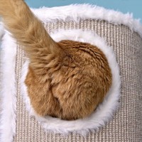 猫が『お尻歩き』をしているときの原因4つ　異常があるサインかも？対処法も解説