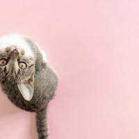『猫』と呼ばれるようになったのはなぜ？　興味深い5つの説や理由をご紹介