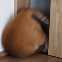 部屋から出ていった猫→『戻ってきた』かと思ったら…まさかすぎる『登場の仕方』に「想像をはるかに超えたｗ」「病院で声出たｗ」と２万いいね