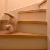 階段の上にいる赤ちゃん猫→先に降りた先輩猫が…思いやりにあふれた『素敵なやりとり』に反響「ふたりともおりこうさんだにゃ～」「優しい」
