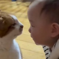 実家にいる『20歳の長寿猫』→生後10か月の赤ちゃんが遊びに来ると…可愛すぎる展開が15万再生「大先輩だね」「最高の組み合わせ」