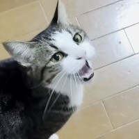 いつも元気よく返事するネコ→パパがささやくように呼んでみたら…たまらなく愛おしい『お返事』に「可愛すぎるやり取り」「たまらん」と反響