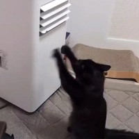 温風があたる場所で『黒猫が何かしている』と思ったら…たまらなく可愛い『まさかの行動』に６万いいね「なんて尊い」「けしからん」と話題