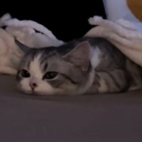 『ぺちゃんこになっていた子猫』が起き上がると…思わず声が出る『たまらない瞬間』が188万再生「可愛すぎてよくわからん」「涙が出てきた」