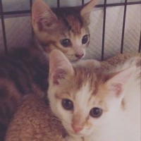 『ずっとかわえええ』保護した2匹の子猫→成長した現在の様子が…尊いビフォーアフターに２万いいね「大きくなってからが本番」「とても良い」