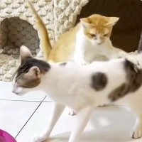 保護から2か月が経った『警戒心の強い子猫』→先住猫との対面で攻撃を繰り返すも…胸が熱くなる『神対応』に反響「感動した」「素晴らしい」