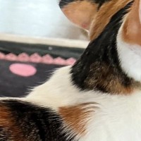 実家の猫をふと見たら、『背中にもう1匹いる』ことに気がついて…SNSにあげると→「ほんとだーすごい」「三毛が三毛を背負ってる」と２万いいね