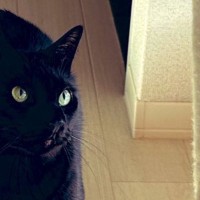 新しく買ったスリッパを履いてくつろいでいると…黒猫が見せた『想定外のリアクション』に２万いいね「ボニャール感」「笑った」とSNSで反響