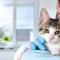 『猫白血病ウイルス感染症』になるとどうなる？主な症状や感染経路、予防法まで解説