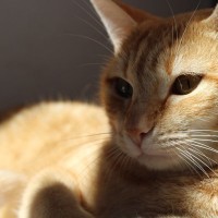 猫が頭を押し付ける『ヘッドプレッシング』とは？見逃してはいけない危険なサイン4つ