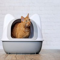 愛猫の『トイレがクサい』ときに考えられる原因5つ　気になるニオイへの対処法まで解説