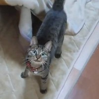大事なモノを見つけると『こたつの中に入る猫』→もしやと思い、中を確認すると…驚きの光景に３万いいね「秘密基地で可愛い」「多くて笑った」