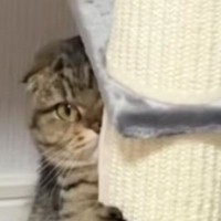 ふとキャットタワーを見たら、愛猫が…可愛すぎて笑ってしまう『予想外の行動』に「見えてないと思ってそうｗ」「悶絶した」とSNSで反響