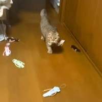 おもちゃを持ってきて床に置く猫→何度も繰り返して…まるでコレクターのような『愛おしい行動』が話題「いっぱい落ちとる」「大量のモケケｗ」