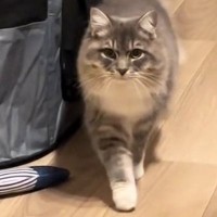 飼い主さんにかまってほしい生後６か月の子猫…あまりにも可愛すぎる『近寄り方』に癒される人続出「もこもこが来るｗ」「罪レベルの可愛さ」