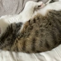 鳴いて何かを訴えてくるネコ→『おしり』を触ると…『まさかのやり取り』が23万再生「手を離したときの顔がたまらん」「本当に触るだけで草」