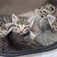 道端にいた『キジトラ子猫4兄妹』を保護した結果…1匹の先輩猫が見せた『優しい対応』が感動を呼び23万再生「母性に涙」「愛情深いねぇ」