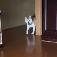 いつもと違う時間に飼い主が帰宅してきたら、『柴犬と猫』は…可愛すぎる『2匹の反応』が248万再生「戻れないねｗ」「キュンときた」