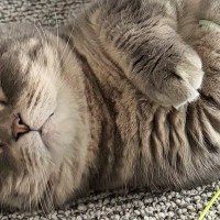 遊び疲れておもちゃを握りながら眠った『赤ちゃんのような猫』→人間の年齢で考えてみたら…「笑ってしまったｗ」「おっさんでも可愛いｗ」の声