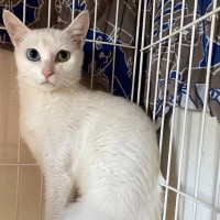 ガリガリに痩せて『人間を怖がっていた保護猫』→たくさんの愛を受け取った結果…当時が嘘のような『見違えるビフォーアフター』に感動