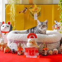 猫に食べさせてはいけない『お正月の食べ物』4つ　危険な理由から誤飲時の対処法まで