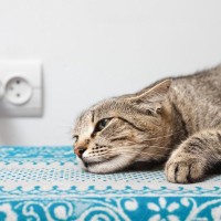 猫の『寝相』が普段と違うときの原因4選　心身に異常がある可能性も？