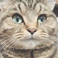 猫が『香箱座り』を極めた結果…あまりにも完璧すぎる『フォルム』に11万いいね「国宝級のかわいさ」「魔法みたいに消えてる」と絶賛