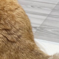 近くでくつろいでいた2匹の猫→『しっぽ』を見たら…まさかの瞬間が素敵すぎると８万いいね「すごく可愛い」「あまりにも尊い」とSNSで反響